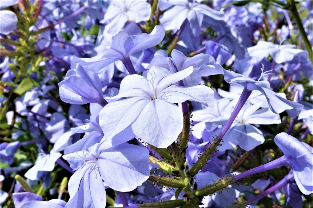 Sun Photo A00002 Purple Flowers